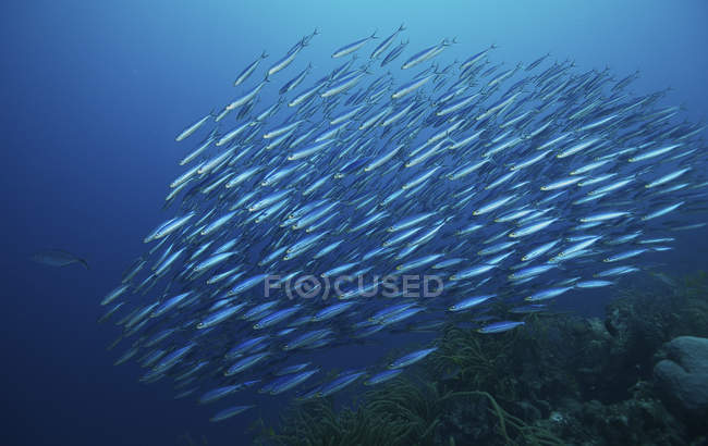 École de poissons Boga sous l'eau — Photo de stock