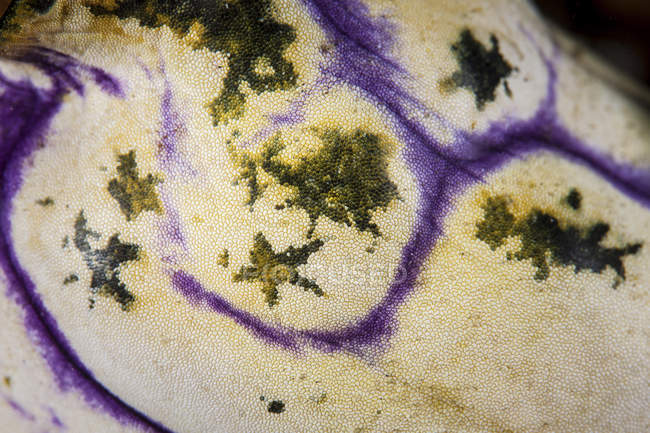 Colorido tunicate pele closeup tiro — Fotografia de Stock