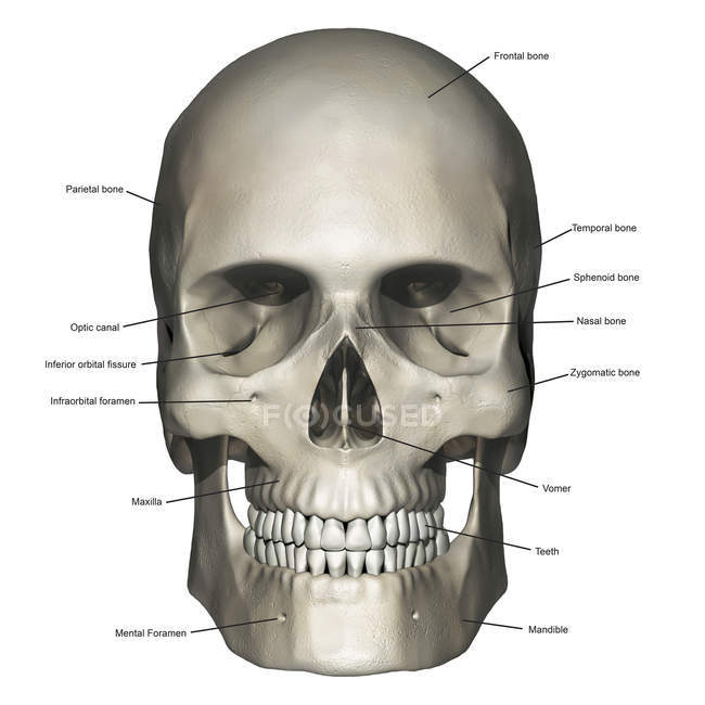 Human Skull Front View Mouth Open