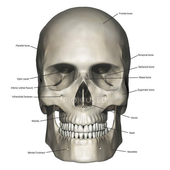 Vista anterior de la anatomía del cráneo humano con anotaciones - foto de stock