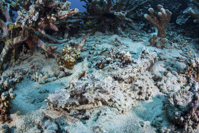 Crocodilefish laying on seafloor near artificial reef — Stock Photo