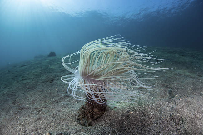 Tubo anémona sobre fondo de mar arenoso - foto de stock