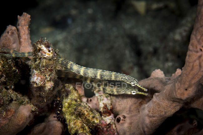 Rete di pesci pipa nuotare sulla barriera corallina — Foto stock