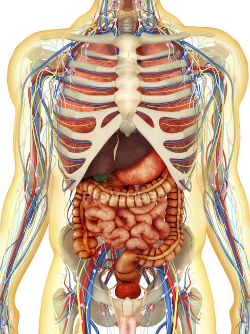 Corps humain transparent avec organes internes, systèmes nerveux, lymphatique et circulatoire — Photo de stock