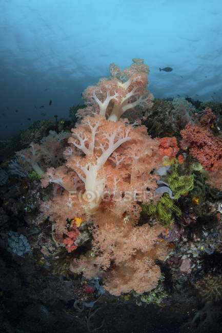 Weichkorallen gedeihen an tiefen Riffen — Stockfoto