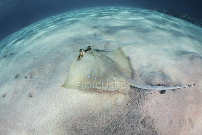 Raia azul-manchada nadando sobre o fundo do mar arenoso — Fotografia de Stock