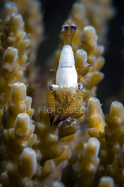 Coral shrimp close up shot - foto de stock