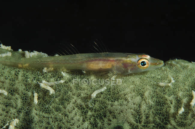 Hovering goby on green sponge — Stock Photo