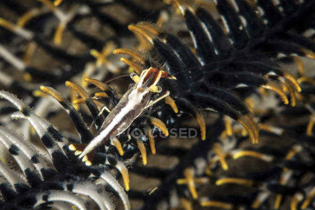 Gamberetti su crinoide nelle Filippine — Foto stock