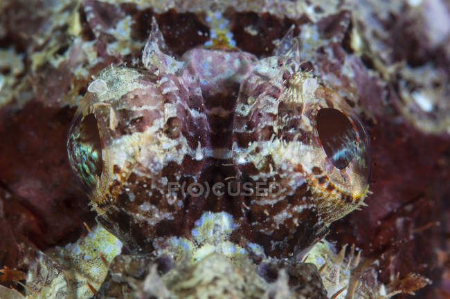 Scorpionfish ojos primer plano disparo - foto de stock