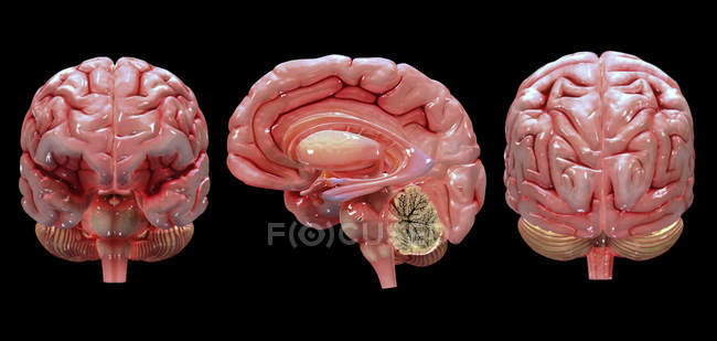 Representación 3D del cerebro humano sobre fondo negro - foto de stock