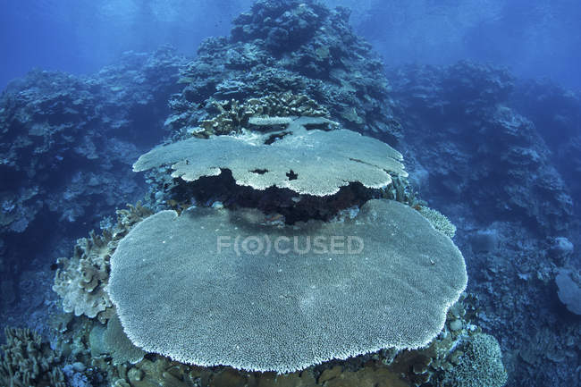 Рифобудування коралів на рифі — стокове фото