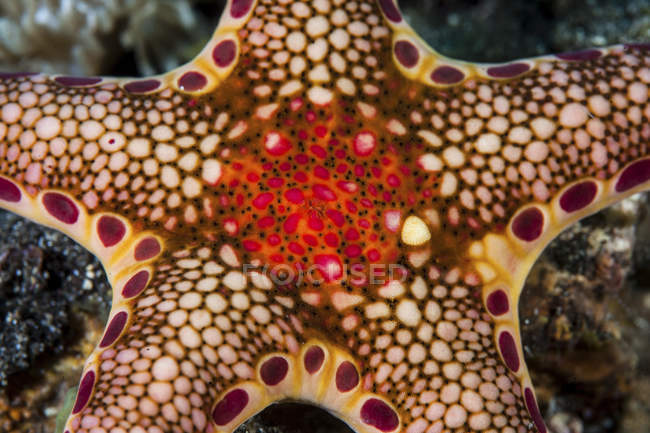 Neoferdina insolita stella marina — Foto stock