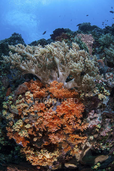 Coraux colorés sur le récif près de Sulawesi — Photo de stock