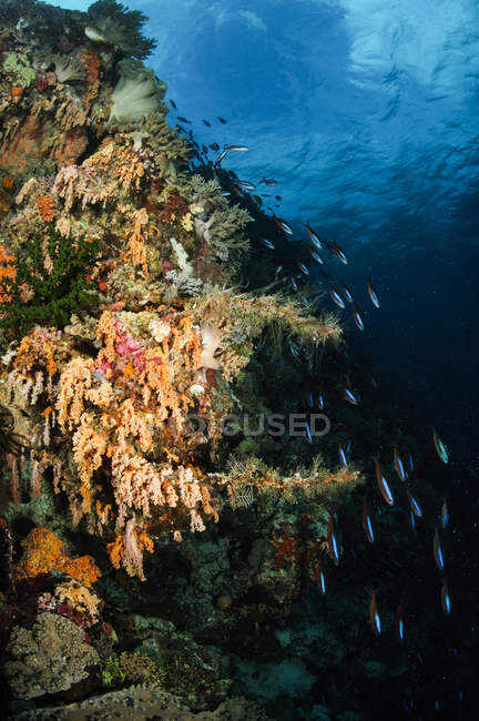 Paysage marin corallien doux et coureurs arc-en-ciel — Photo de stock
