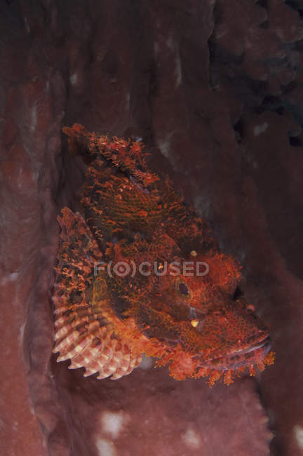 Roter Skorpionfisch auf rosa Schwamm — Stockfoto