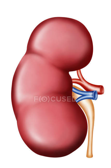 Anatomía del riñón humano sobre fondo blanco - foto de stock