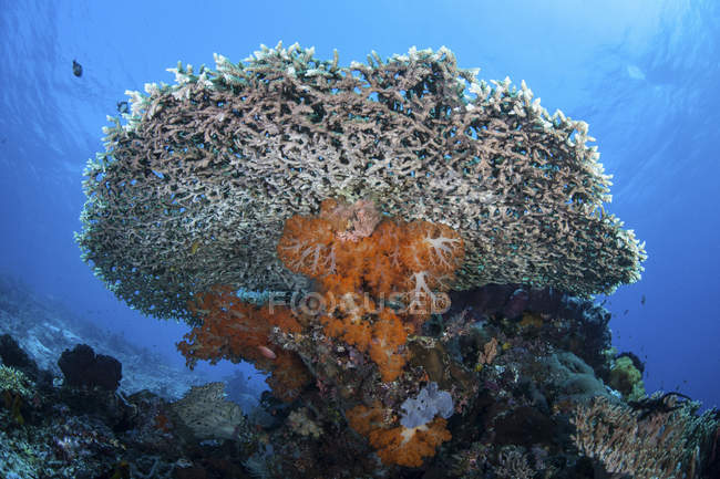 Soft corals beneath table coral — Stock Photo