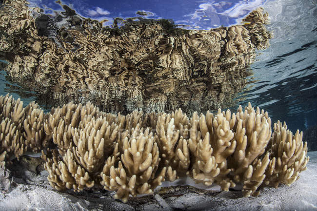 Morbidi coralli in pelle in acque poco profonde — Foto stock