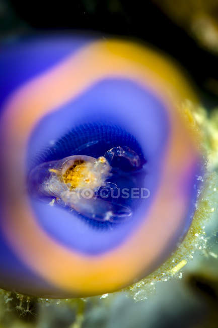 Shrimp in painted tunicate — Stock Photo
