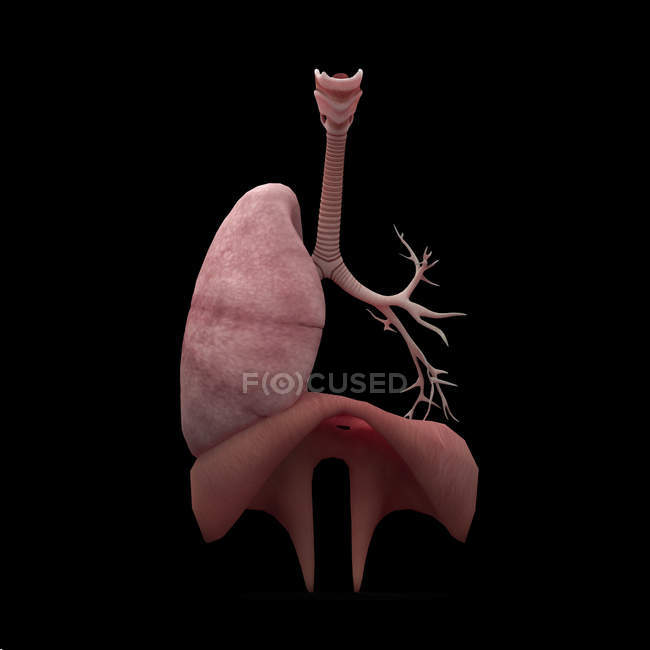 3D-Darstellung menschlicher Lungen mit Atmungsbaum und Zwerchfell — Stockfoto