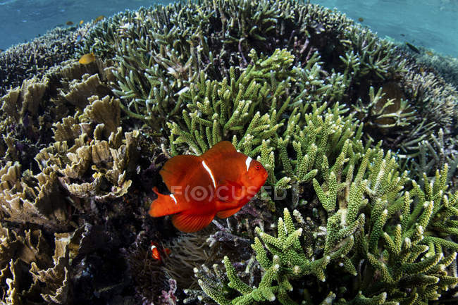 Spinecheek anemonfish swimming over reef — стоковое фото