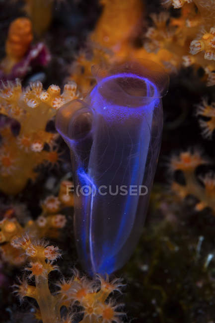 Delicado tunicate en medio de corales blandos - foto de stock
