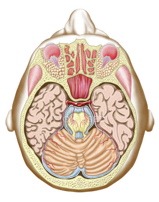 Ilustración médica de la sección transversal del cerebro medio - foto de stock