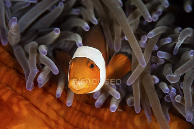 Falsche Clownfische in Tentakeln von Anemonen — Stockfoto
