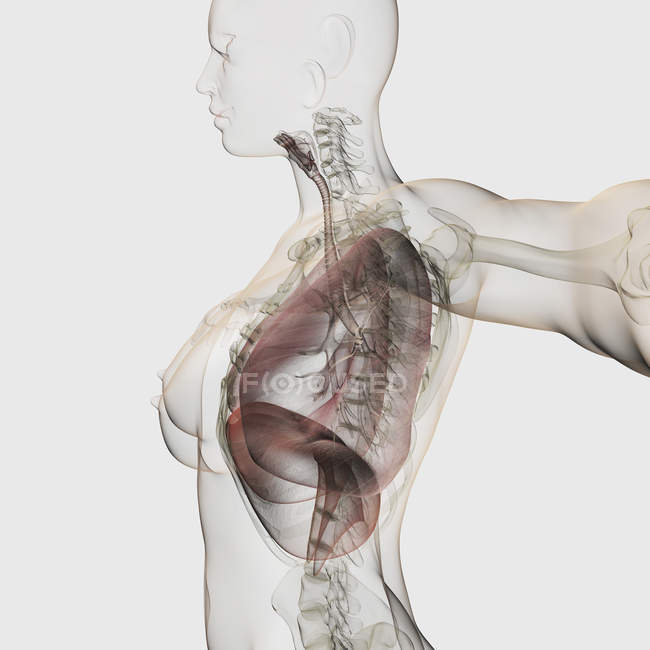 Vista tridimensionale del sistema respiratorio femminile — Foto stock