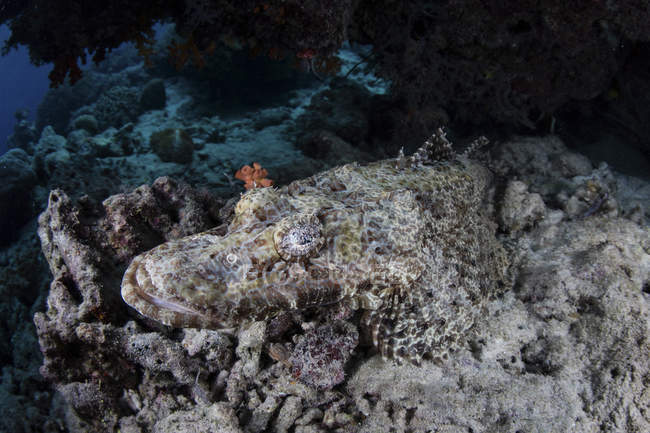 Crocodilefish acostado en el fondo del mar - foto de stock