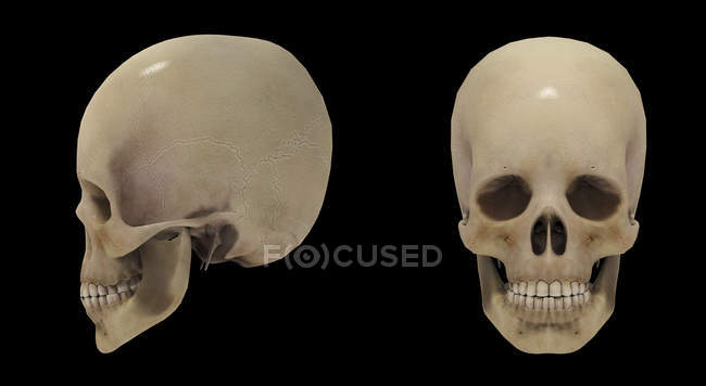 Representación 3D de cráneos humanos sobre fondo negro - foto de stock