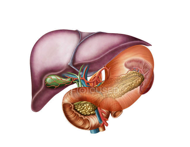 Vista antero-visceral de la anatomía hepática - foto de stock
