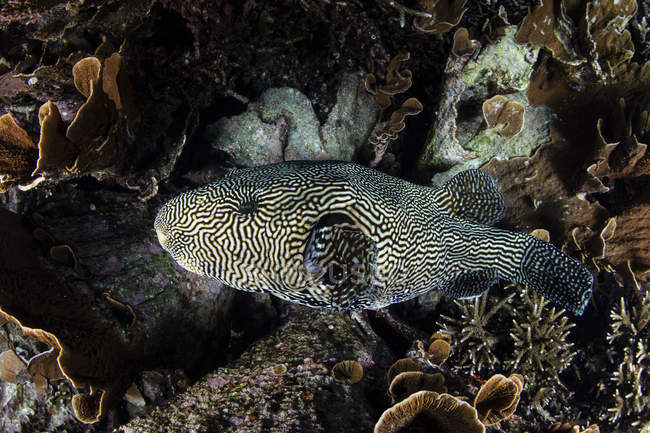 Large map pufferfish swimming over reef — Stock Photo