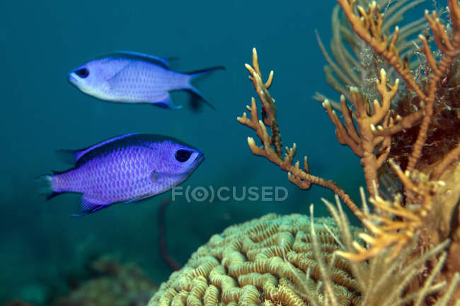 Cromadas azuis nadando sobre corais — Fotografia de Stock