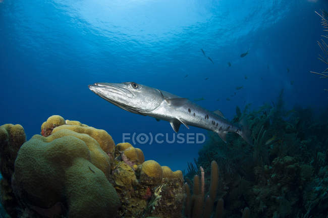 Большая барракуда, плывущая над рифом — стоковое фото