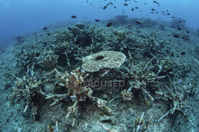 Tischkorallen wachsen auf künstlichem Riff — Stockfoto