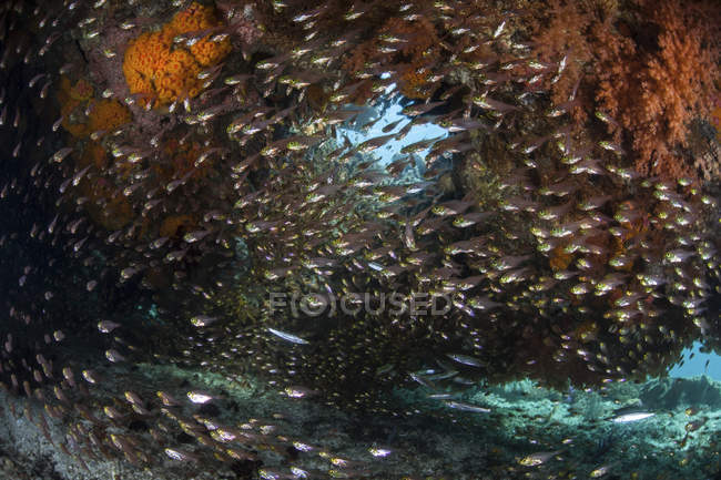 Golden sweepers swimming near coral reef — Stock Photo