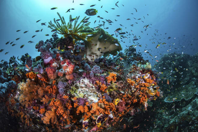 Colorido arrecife de coral y peces - foto de stock