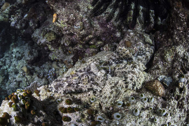 Pesce coccodrillo sdraiato sul fondo del mare — Foto stock
