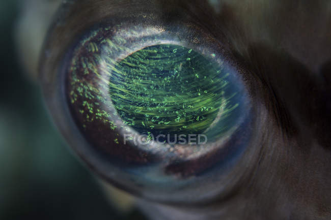 Colorful porcupinefish eye closeup shot — Stock Photo
