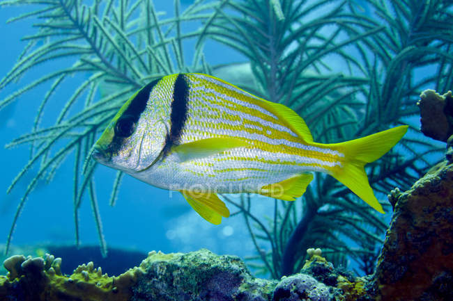 Porkfish swimming by sea plumes — Stock Photo