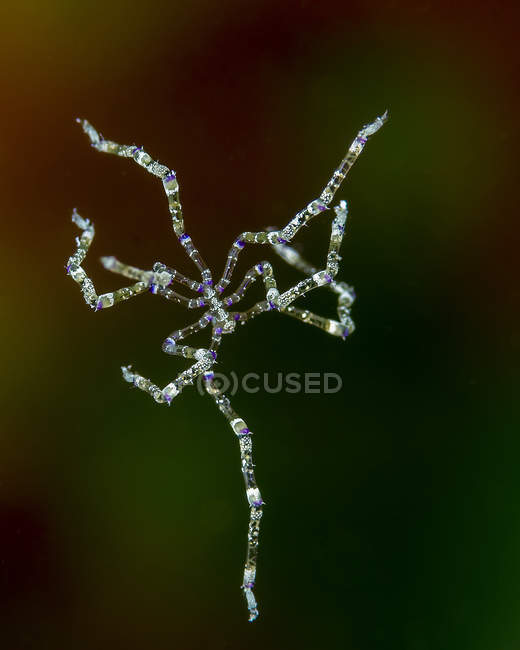 Вільний плаваючий морський павук — стокове фото