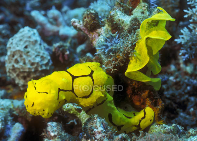 Banana nudibranchia strisciando dal nastro dell'uovo — Foto stock