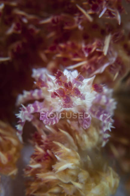 Crab clinging to host soft coral — Stock Photo