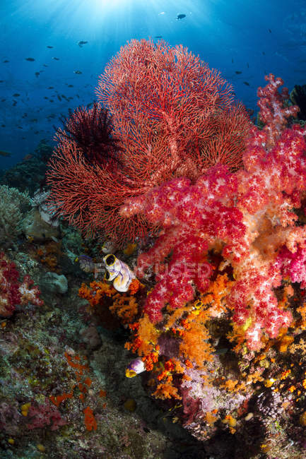 Ventilador del mar rojo y coral suave - foto de stock