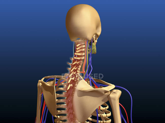 Vista trasera de la columna vertebral humana y la escápula - foto de stock