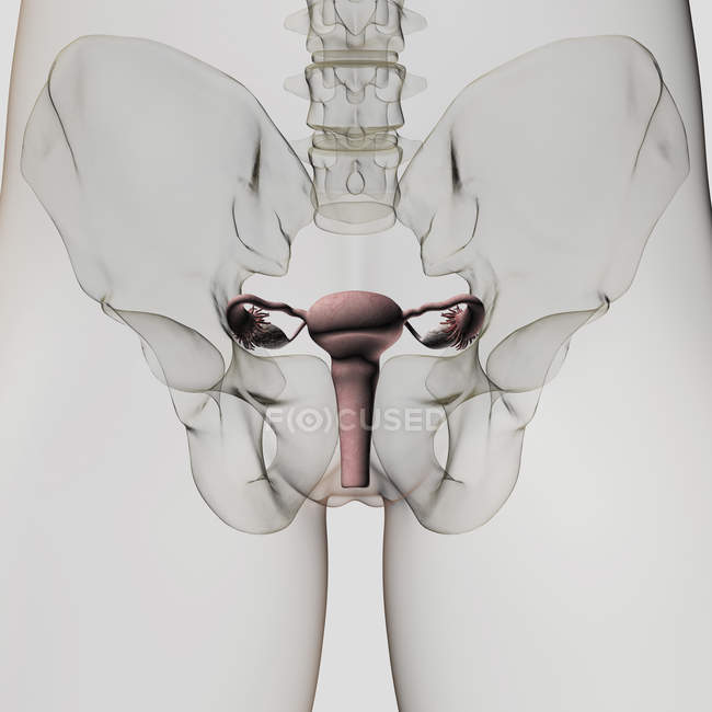 Vista tridimensional del sistema reproductor femenino - foto de stock