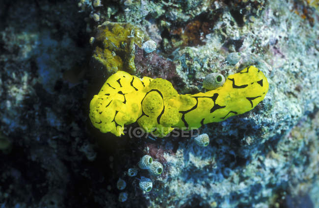 Bananen-Nacktschnecke krabbelt über buntes Riff — Stockfoto