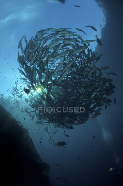 Circular flock of trevally fish — Stock Photo